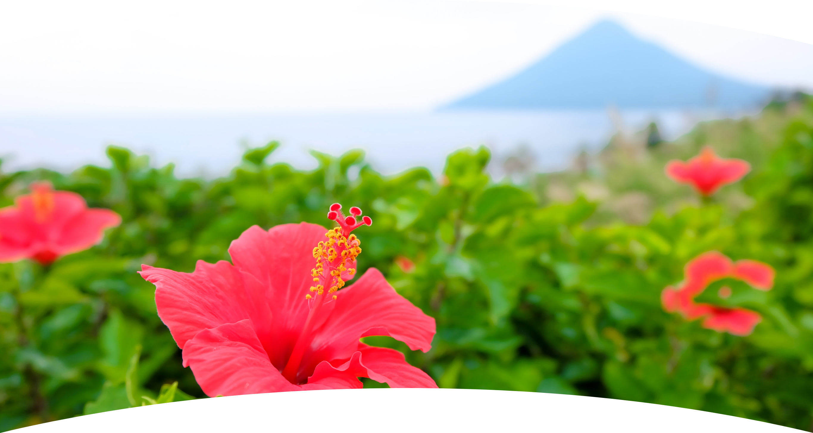 ALOHAなまち、いぶすき