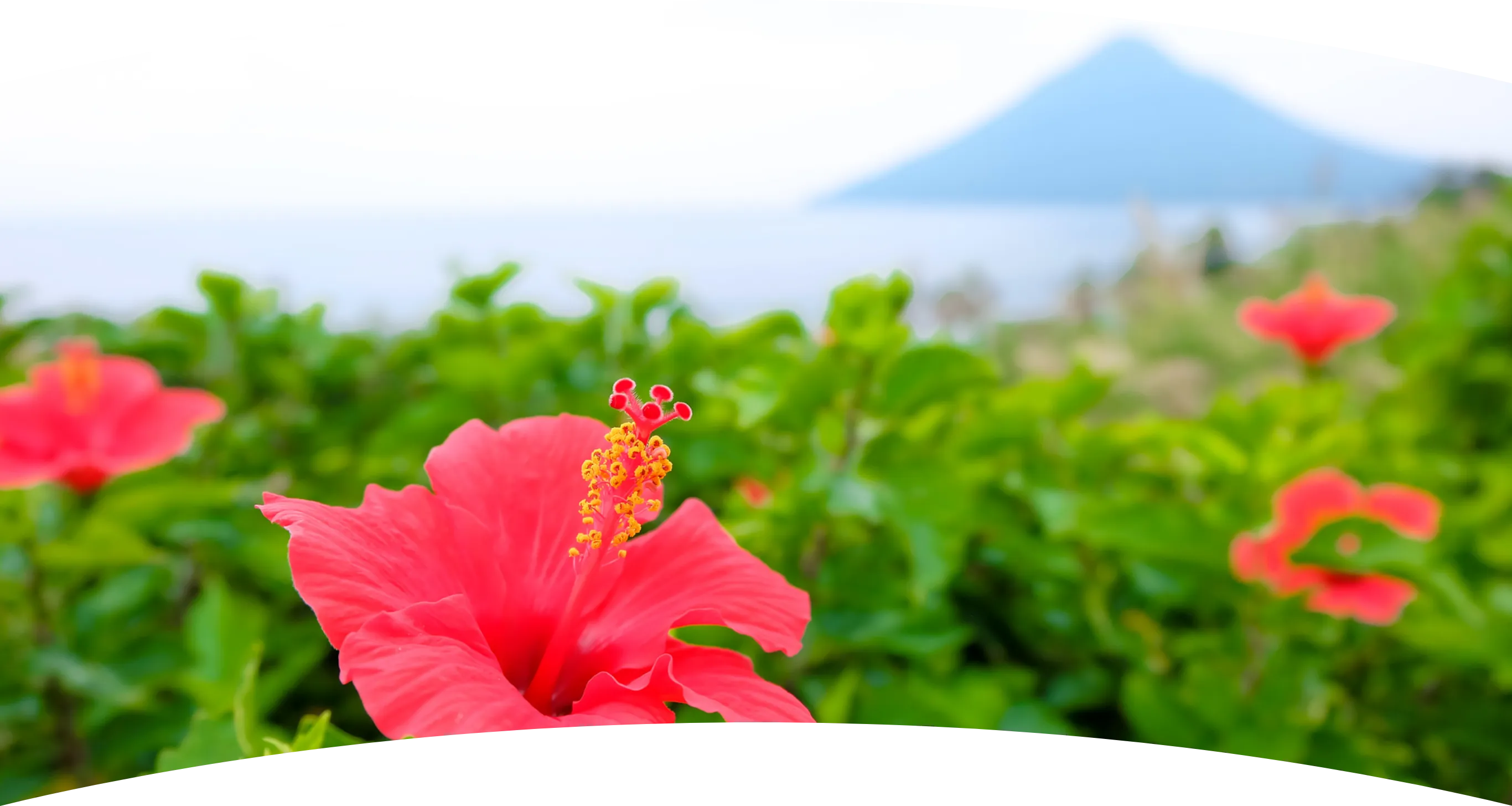 ALOHAなまち、いぶすき