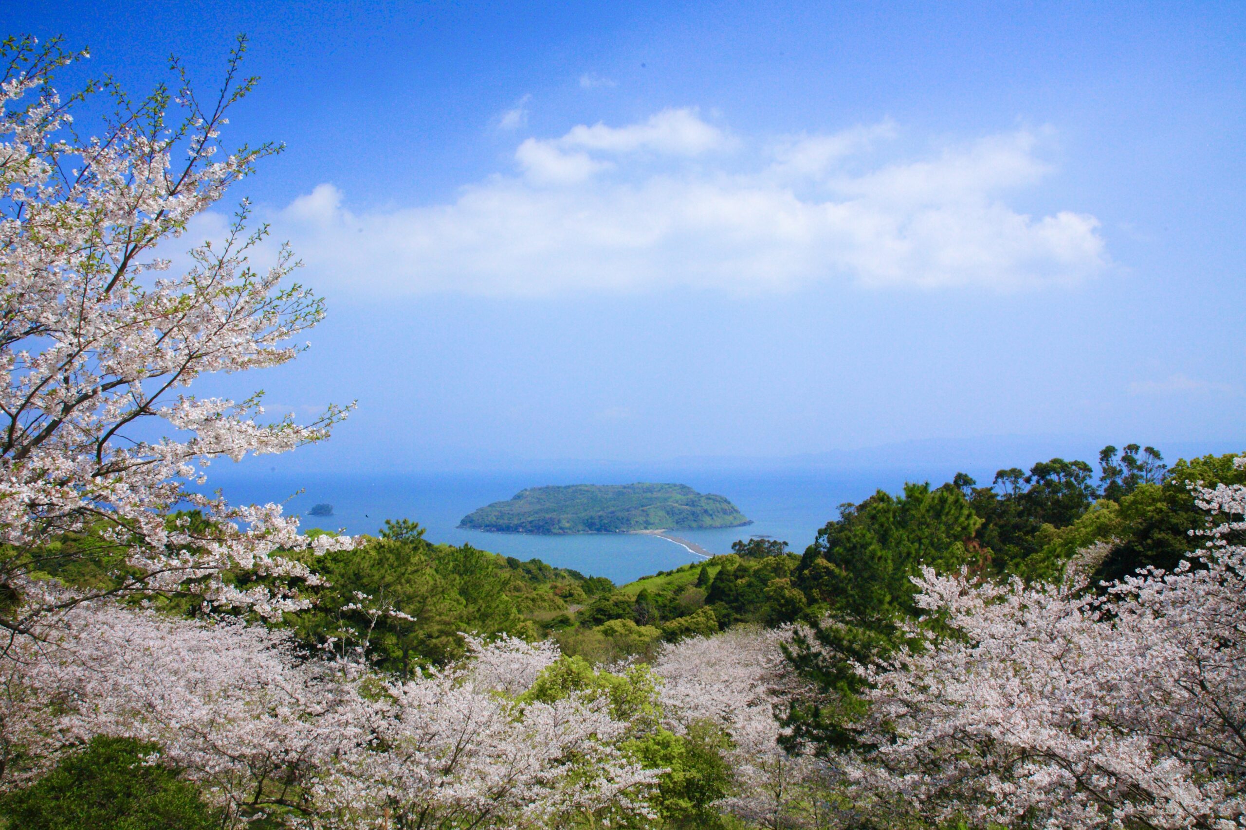 桜の開花情報について